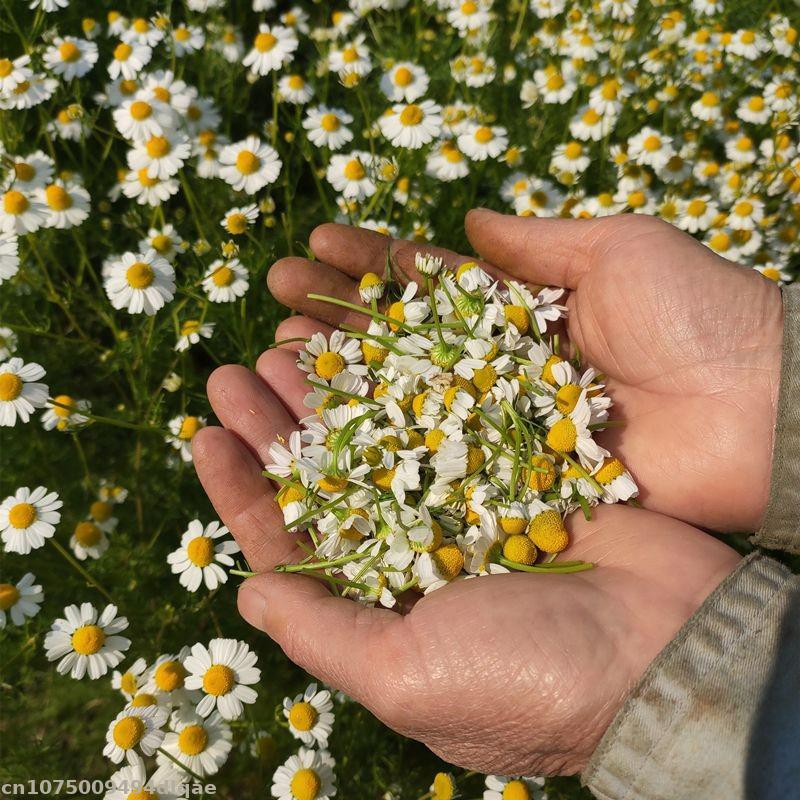 Fleurs séchées de camomille 10 - Chamomile Tea avis et prix